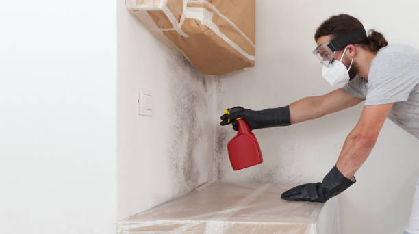 Professional Attic Mold Remediation technician working in Crystal Beach, FL