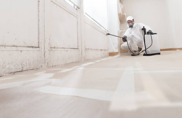 24/7 Emergency Attic Mold Remediation experts in Crystal Beach, FL