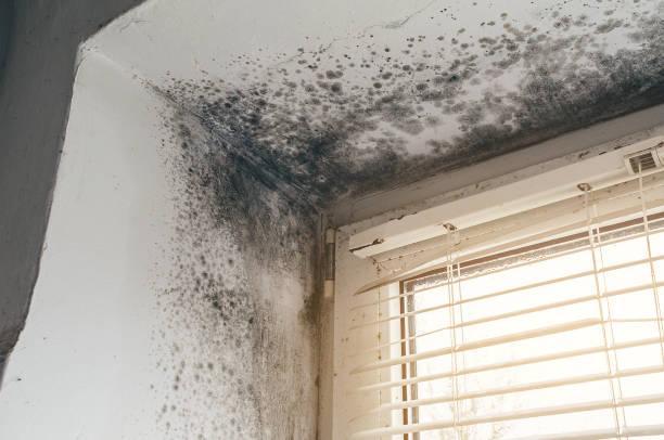 Affordable Attic Mold Remediation solutions in Crystal Beach, FL