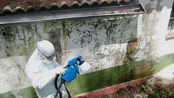 Top rated local Attic Mold Remediation specialists in Crystal Beach, FL